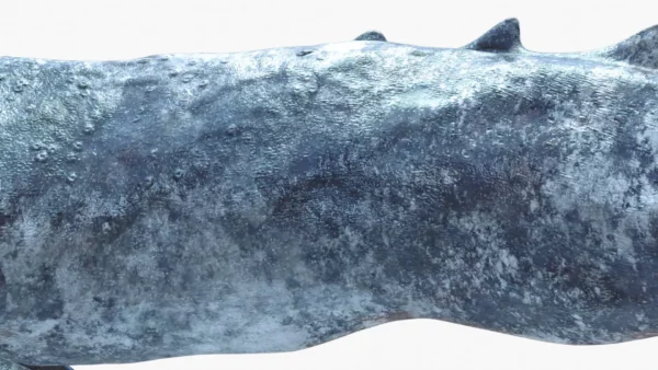 Realistic Gray Whale 3D Model Rigged 3D Model Creature Guard 11