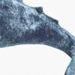 Gray Whale 3D Model