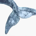 Gray Whale 3D Model