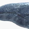 Gray Whale head
