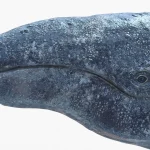 Gray Whale head