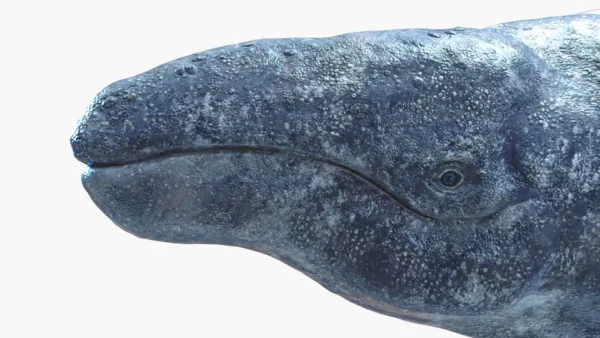 Gray Whale head