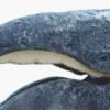 Gray Whale open mouth