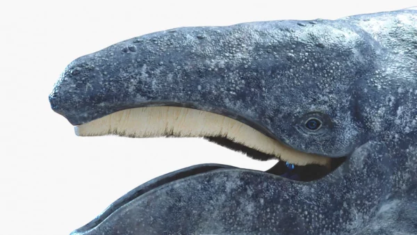 Gray Whale open mouth