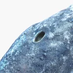 Gray Whale 3D Model