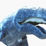 Gray Whale 3D Model