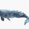 Realistic Gray Whale 3D Model Rigged 3D Model Creature Guard 39