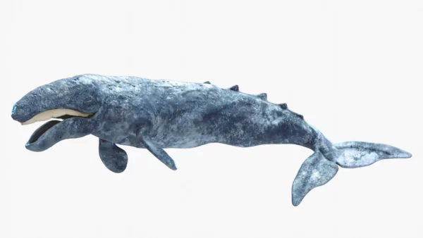 Realistic Gray Whale 3D Model Rigged 3D Model Creature Guard 2
