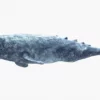 Realistic Gray Whale 3D Model Rigged 3D Model Creature Guard 56