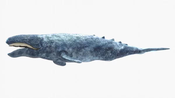 Realistic Gray Whale 3D Model Rigged 3D Model Creature Guard 19