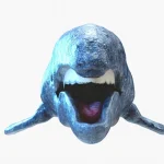 Gray Whale 3D Model