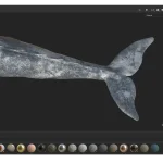 Realistic Gray Whale Rigged 3D Model(26)