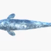 Realistic Gray Whale 3D Model Rigged 3D Model Creature Guard 60