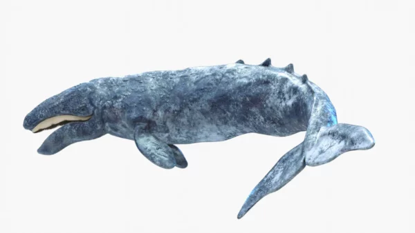 Realistic Gray Whale 3D Model Rigged 3D Model Creature Guard 4