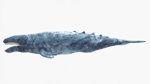 Realistic Gray Whale 3D Model Rigged 3D Model Creature Guard 21