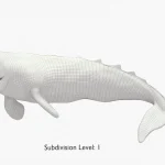 Gray Whale 3D Model