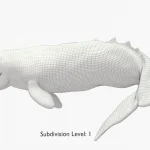 Gray Whale 3D Model