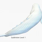 Gray Whale 3D Model