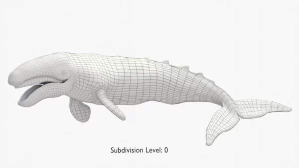Realistic Gray Whale 3D Model Rigged 3D Model Creature Guard 31