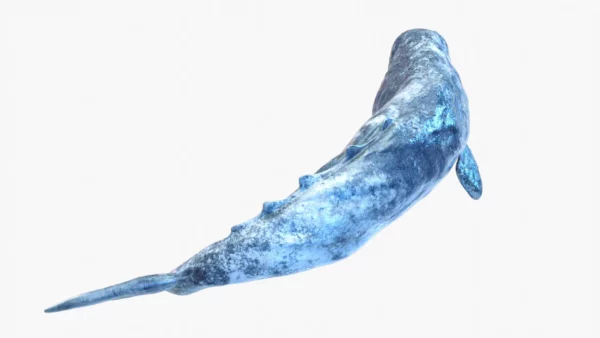 Realistic Gray Whale 3D Model Rigged 3D Model Creature Guard 5