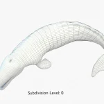 Gray Whale 3D Model