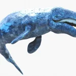 Gray Whale 3D Model