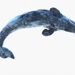 Gray Whale 3D Model