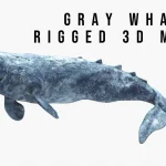 Realistic Gray Whale Rigged 3D Model(7)