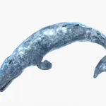 Gray Whale 3D Model