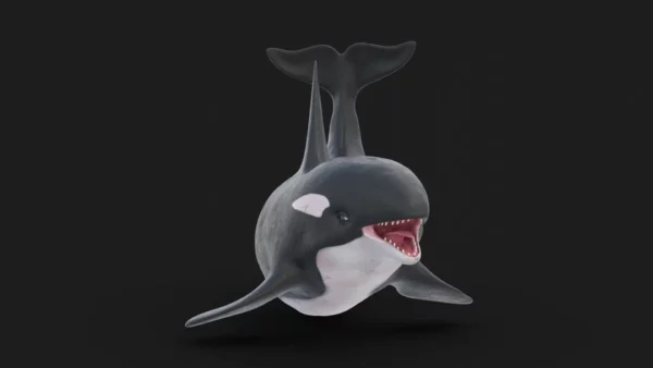 Killer Whale 3D Model