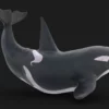 Killer Whale 3D Model