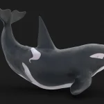 Killer Whale 3D Model