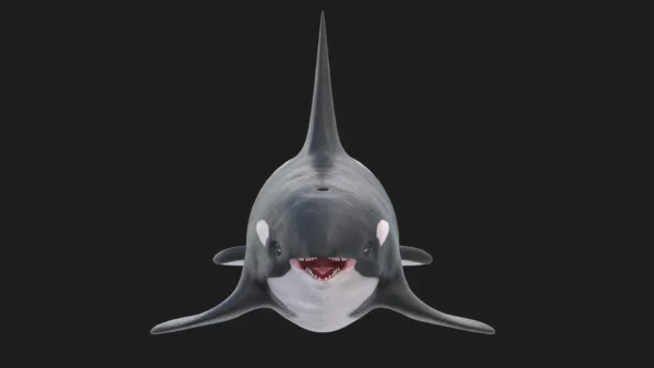 Killer Whale 3D Model