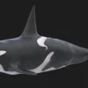 Killer Whale 3D Model