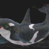 Killer Whale 3D Model