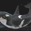 Realistic Killer Whale Rigged and Animated 3D Model 3D Model Creature Guard 38