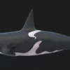 Killer Whale 3D Model