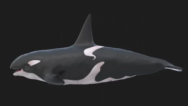 Killer Whale 3D Model