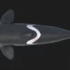 Killer Whale 3D Model