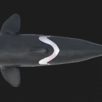 Killer Whale 3D Model