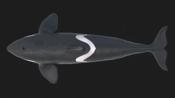 Killer Whale 3D Model