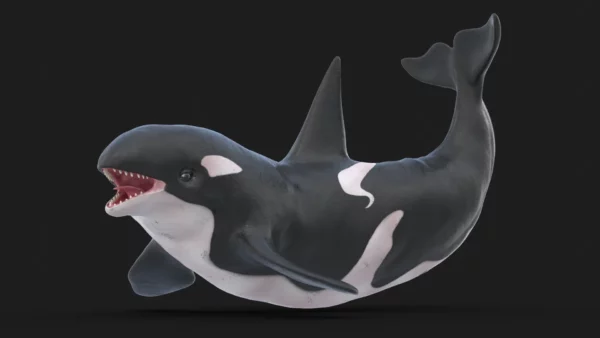 Realistic Killer Whale Rigged and Animated 3D Model 3D Model Creature Guard 2