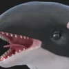 Killer Whale open mouth 3D Model