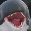 Killer Whale mouth