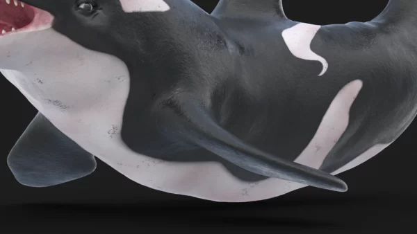 Realistic Killer Whale Rigged and Animated 3D Model 3D Model Creature Guard 6