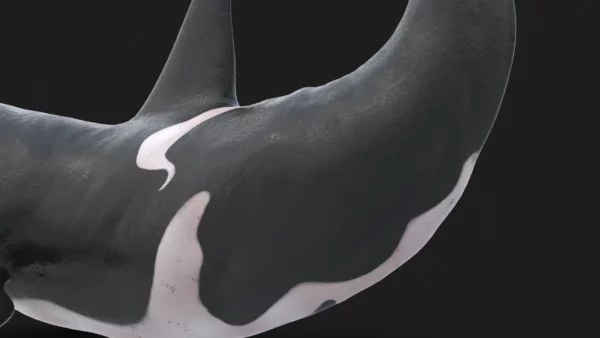 Realistic Killer Whale Rigged and Animated 3D Model 3D Model Creature Guard 7