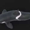 Killer Whale 3D Model