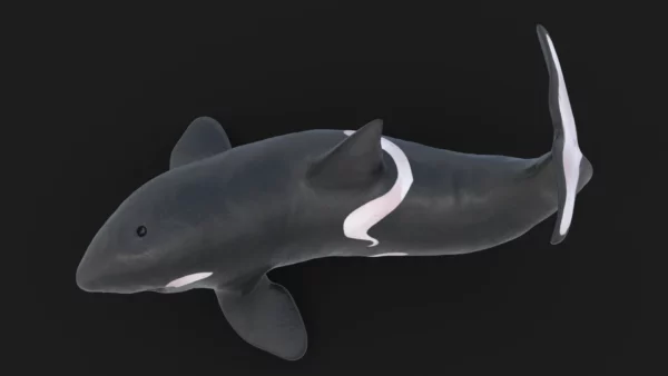 Killer Whale 3D Model