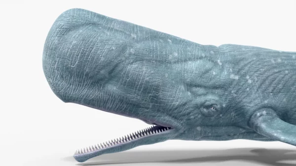 Realistic Sperm Whale Rigged 3D Model 3D Model Creature Guard 4