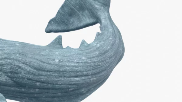 Realistic Sperm Whale Rigged 3D Model 3D Model Creature Guard 6